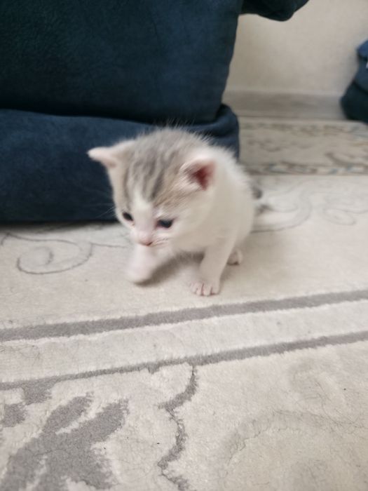 Продам котят 1 месяц