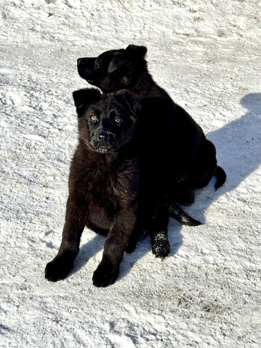 Щенок немецкой овчарки