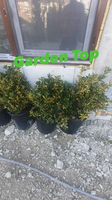 Mesteacan, pothinia, gazon