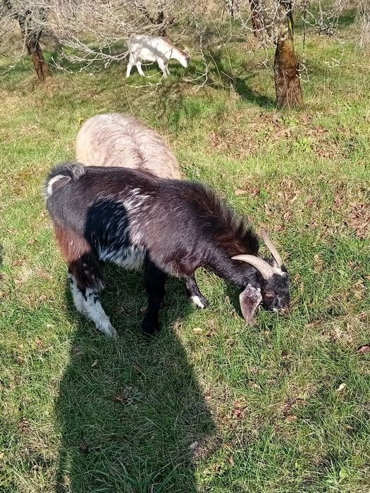 Vând capre și oi!