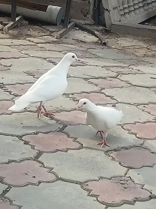 Голуби на торжество