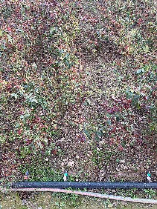 Atirgul kochatlar yengi kochat