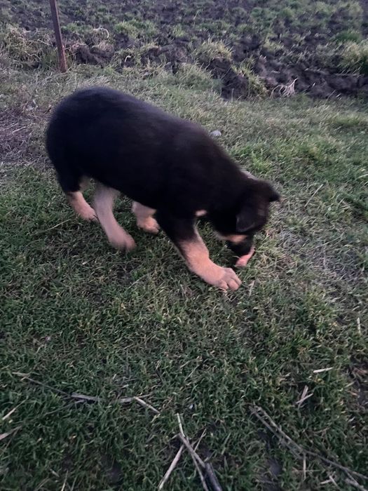 Pui Ciobanesc German