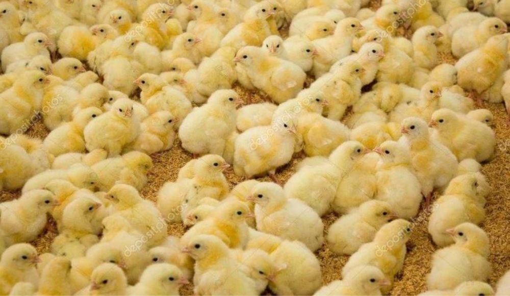 Цыплята бройлера