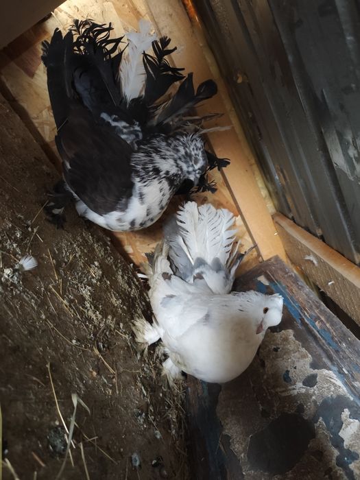 Porumbei de ornament