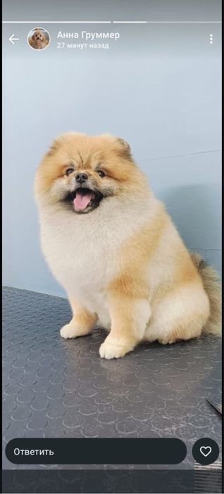 Вязка шпица померанский