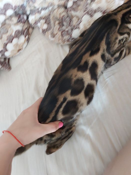 "Мини- Лео- Парды"- Бенгальские