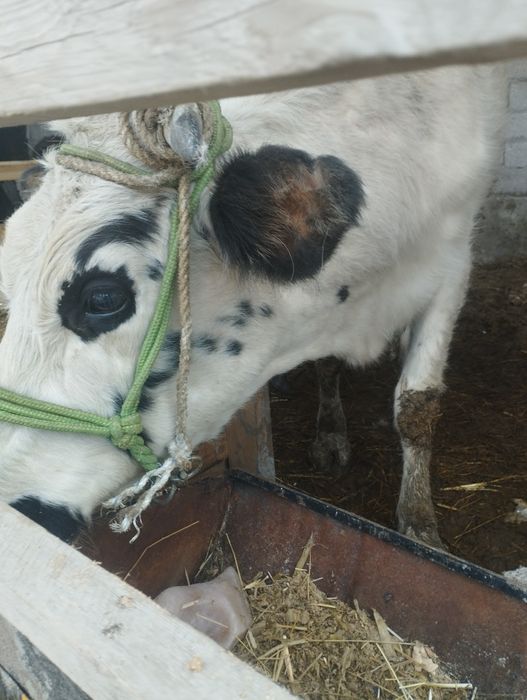 ona bola sigir  sotiladi