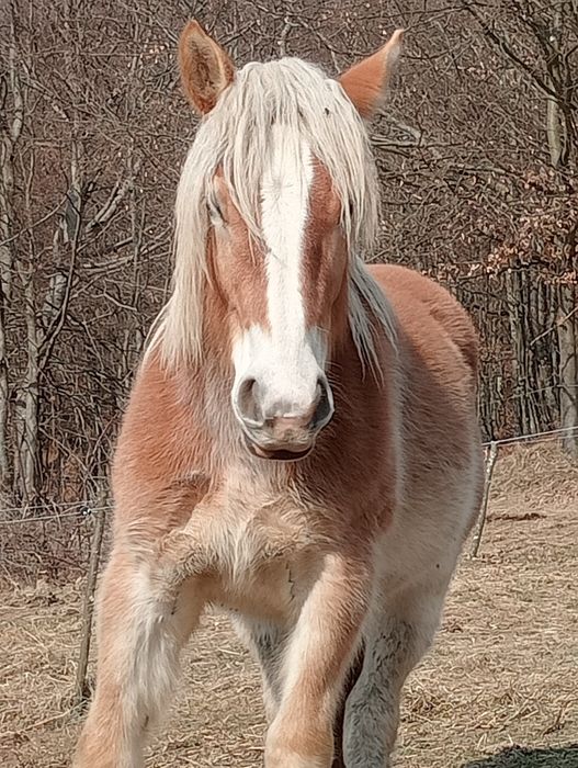 Vând 5 iepe Gestante și o Mânză face doi ani SE VÂND DOAR TOATE