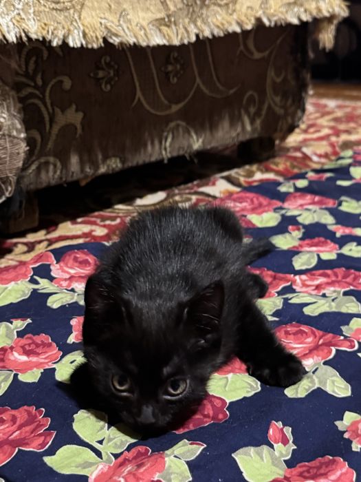Отдам котенка в добрые руки