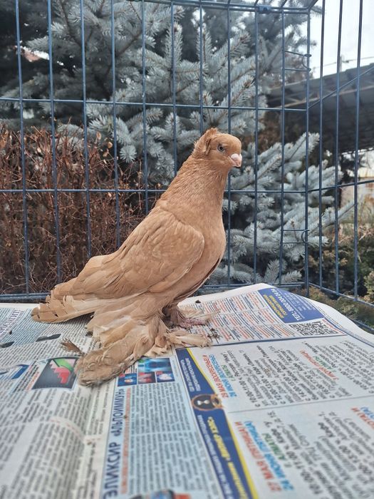 Продам жёлтую самку