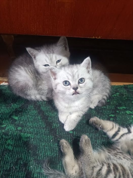 Срочно Продается Шиншила