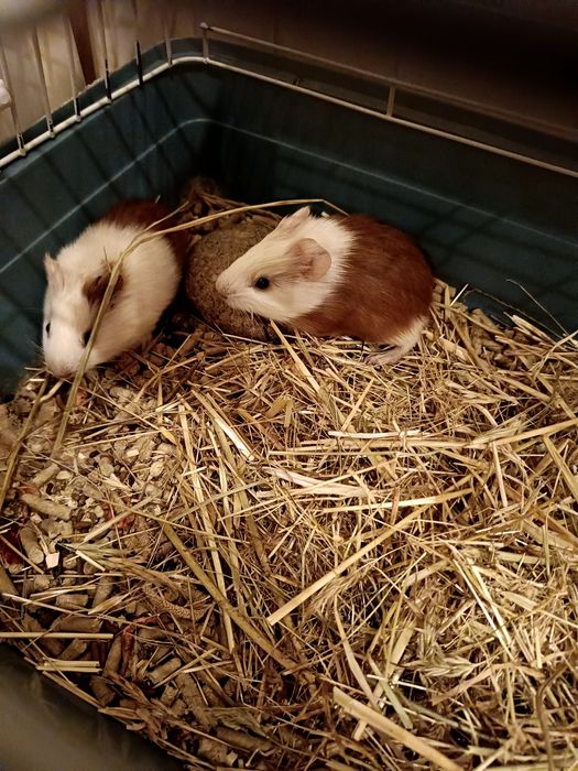 Морская свинка - Розетка