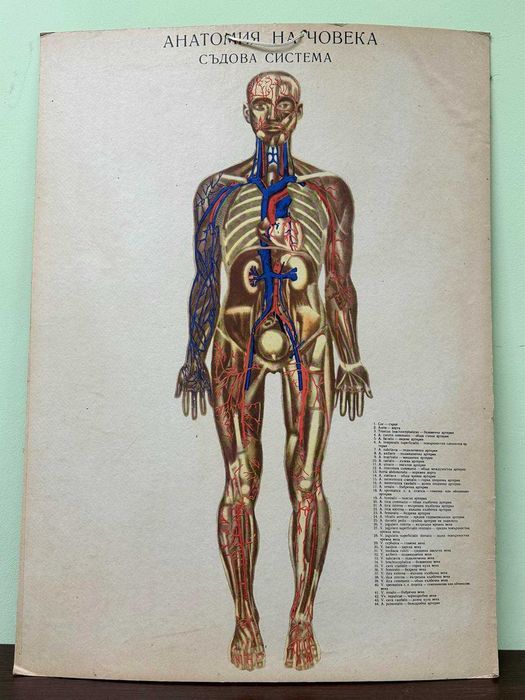Соц Анатомични Медицински Плакати