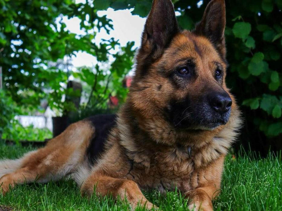 Продавам куче немски овчар