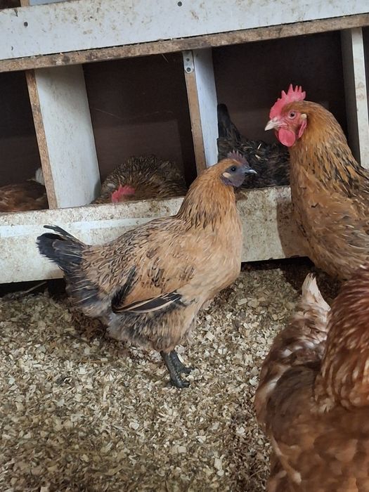 Лакеданзе семья молодки