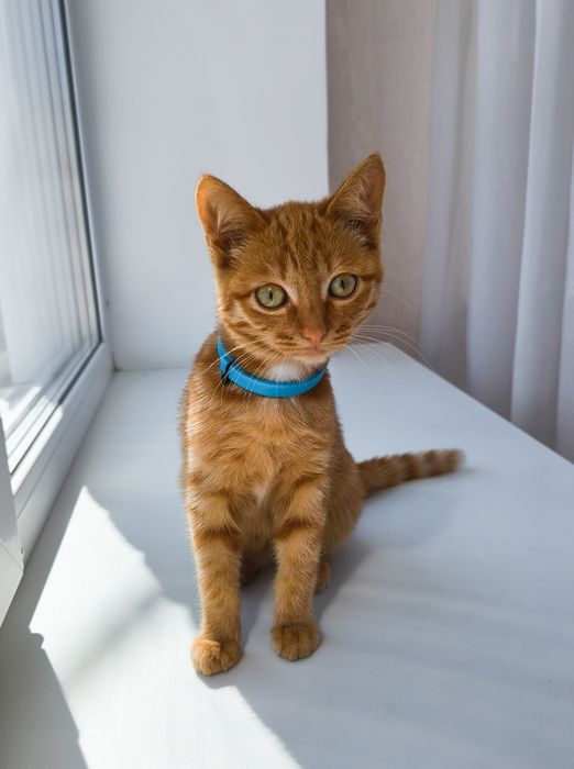 Котенок бесплатно в добрые руки