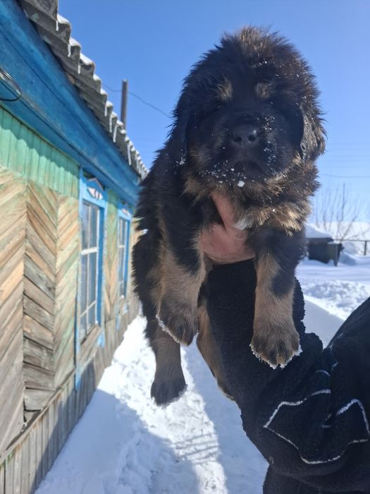 Продам щенков Тибетского мастифа