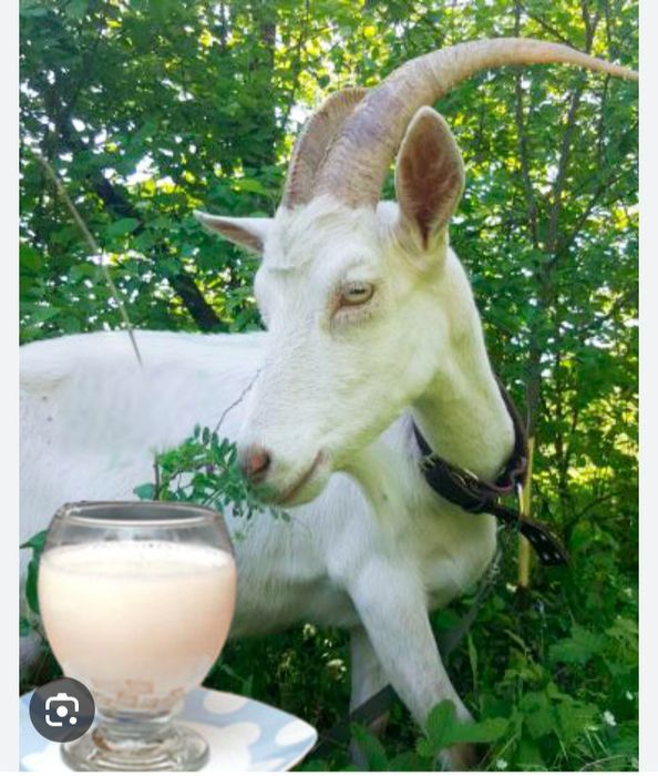 Продается козье молоко