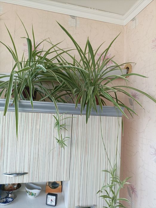 Цветок Хлорофитум