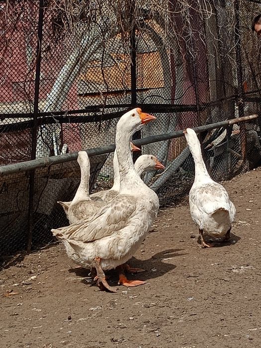 Продам Гусей Линда семья 4+1