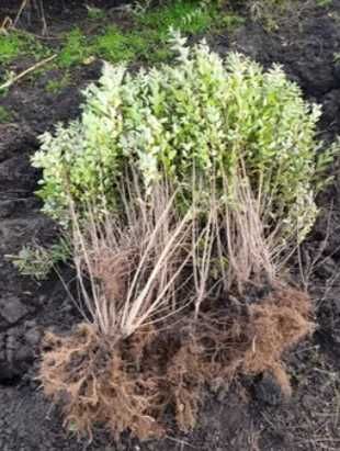 Lemn Cainesc, Ligustrum Vulgare Ovalifolium 50cm-1m+