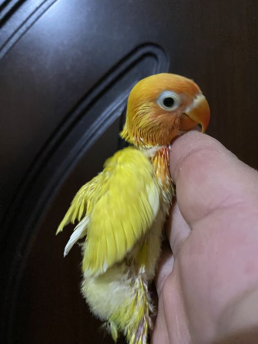 Ruchnoy popugay sotiladi