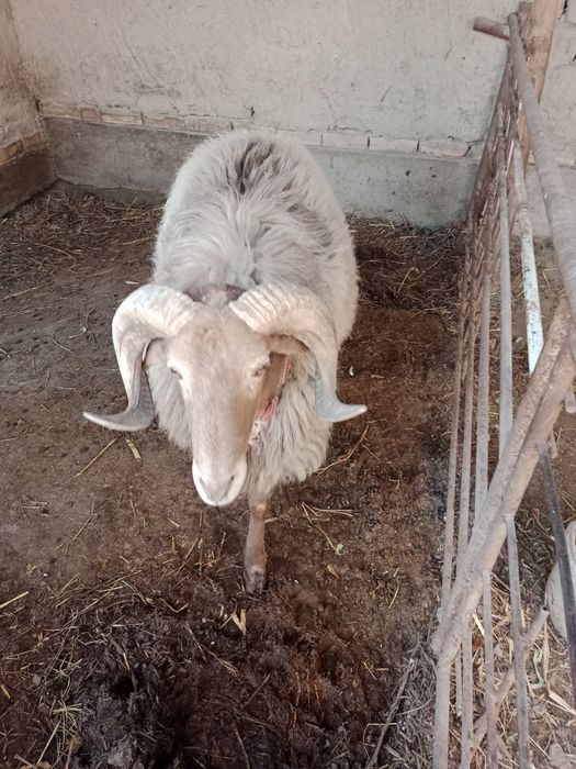 Urishadigan qoʻchqor