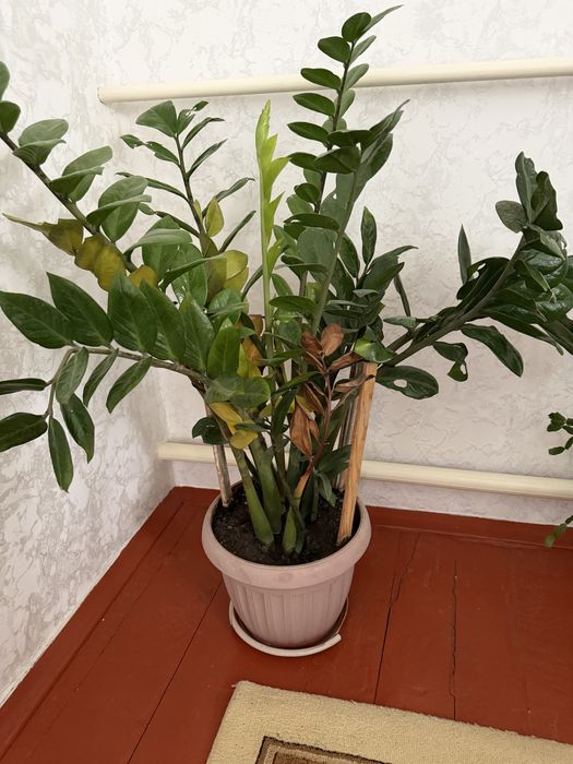 Цветы комнатные разные