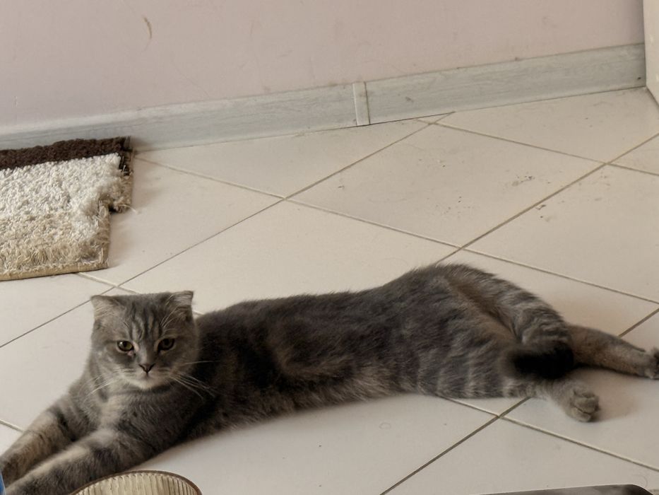 Кошка.              .