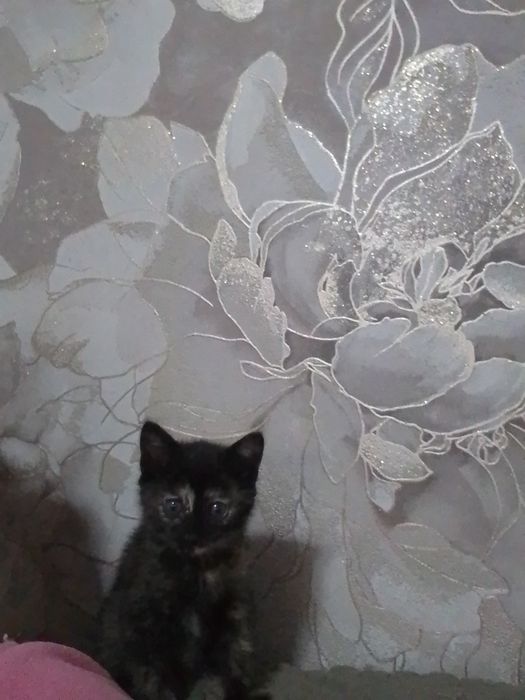 Отдам котёнка очень умная весёлая игривая лоток отлично