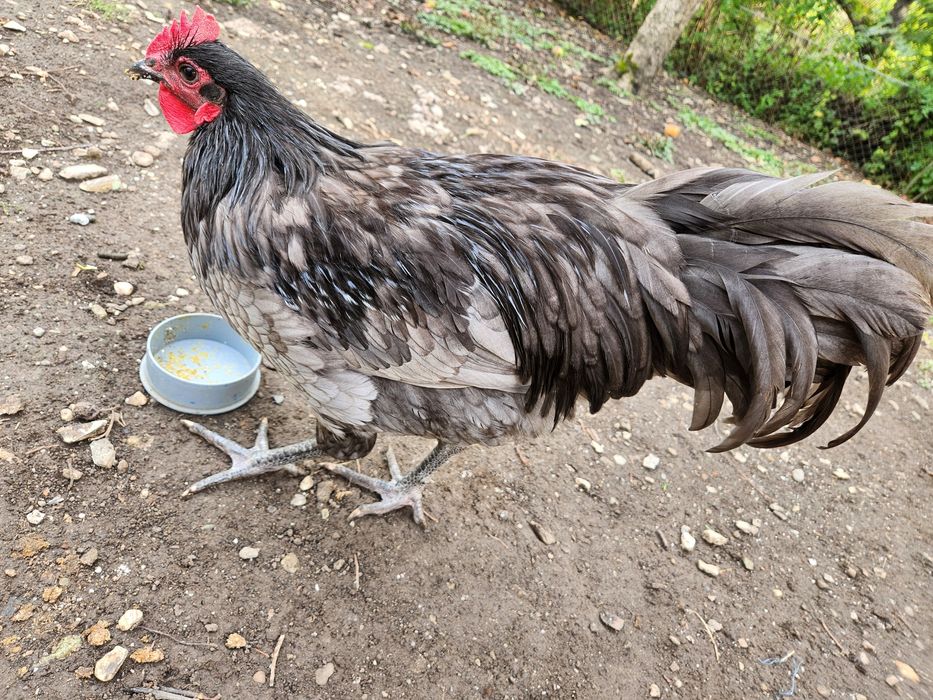 Cocoș Australorp albastru de 7 luni rasă pur