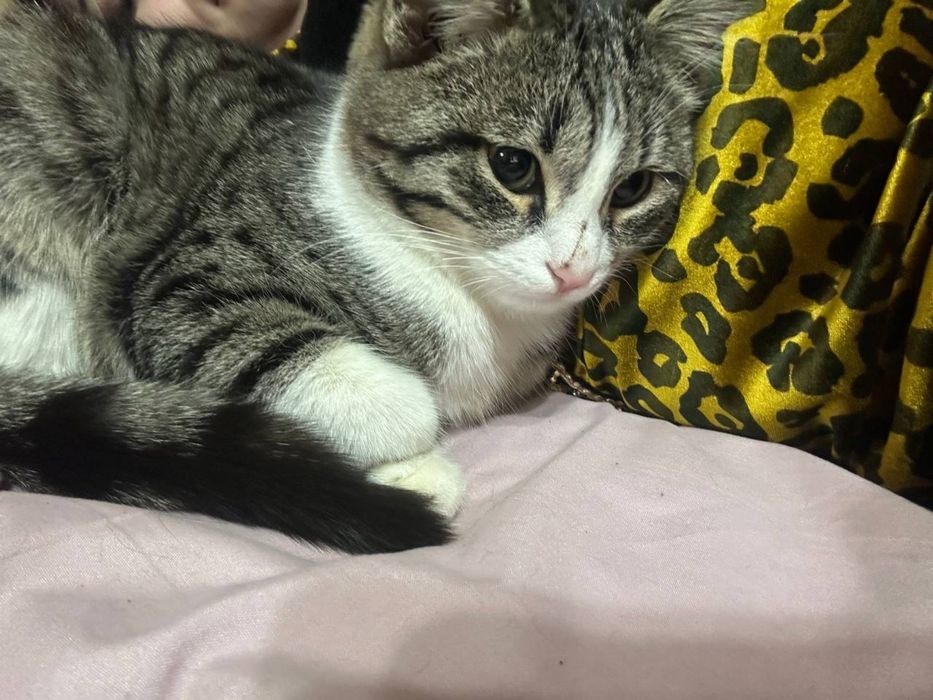 Chiroyli aqlli 3 oylik va 10 oylik mushuklar hadyaga beriladi