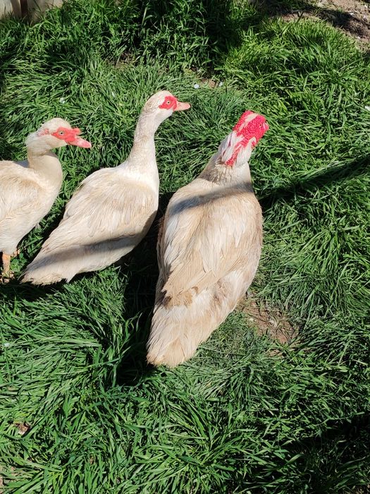 Vand doua rațe și un rățoi