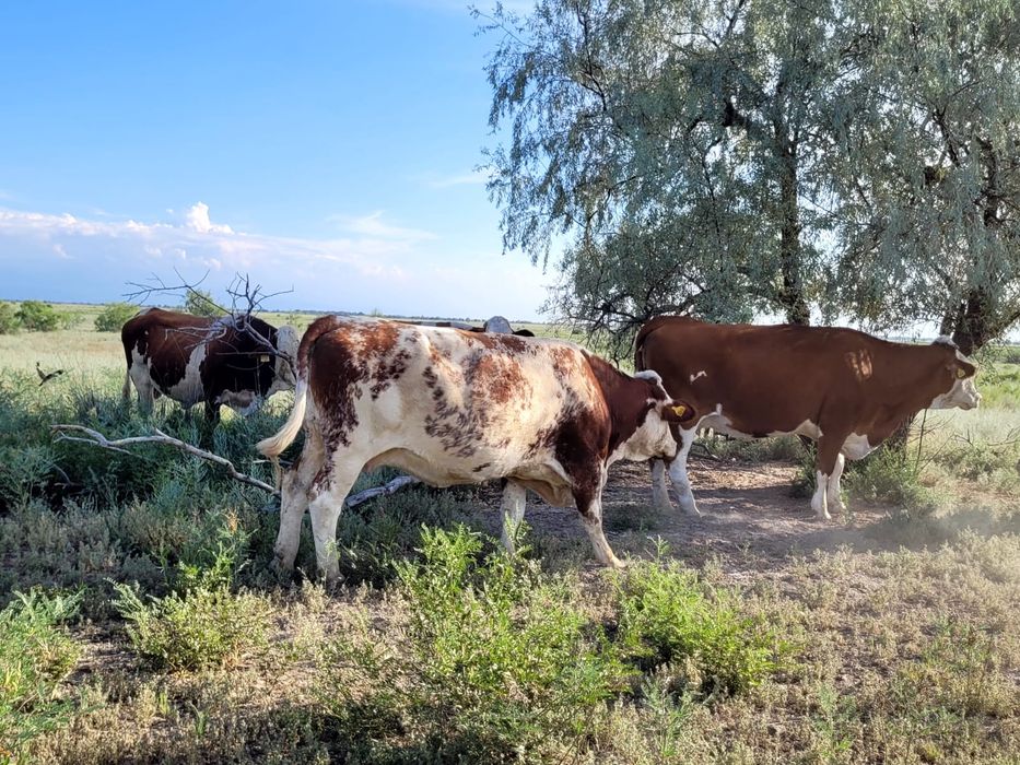Продам скот породистый