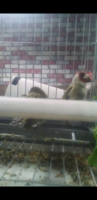 Norchi sotiladi holdor marjonli