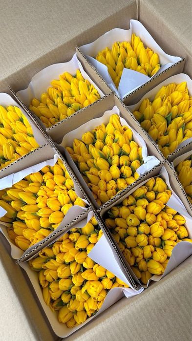 Тюльпаны местные