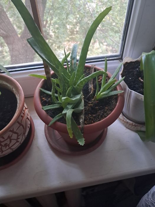 Продам цветы комнатные