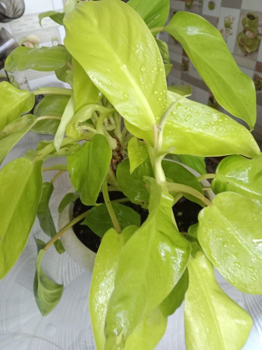 Филодендрон малай голд продам