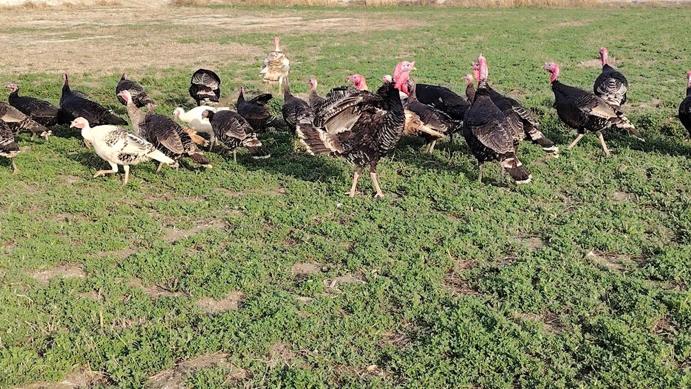 Курка бор сотилайкон