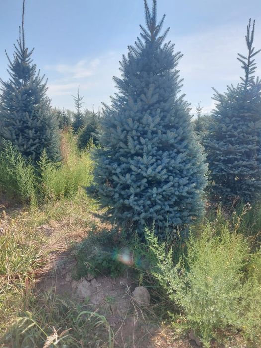 Ель сортавая Мистер блю.