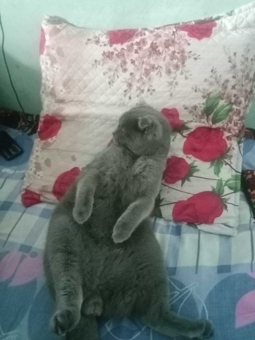 Шотландский скотиш фолд