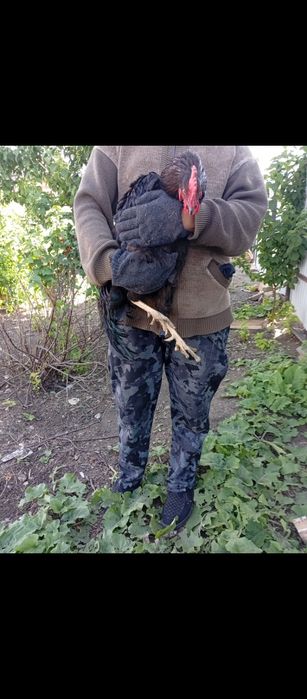 Взрослые живые петухи