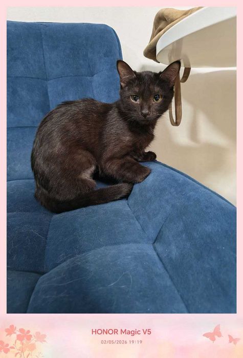 Черныш, девочка, стерилизованная