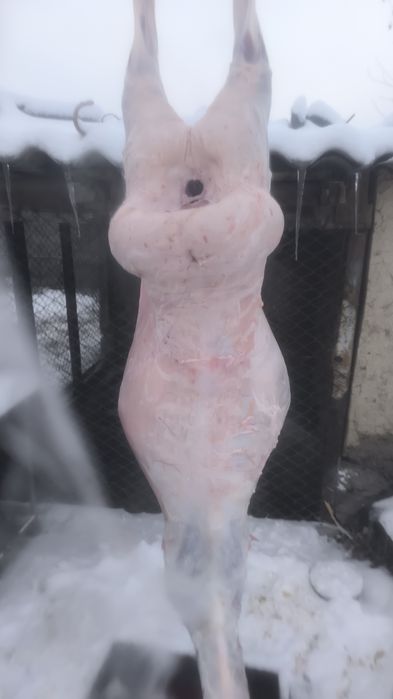 Семіз қойлар сатылады, 70000 басталады