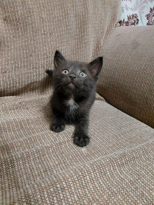 Отдам котят в добрые руки