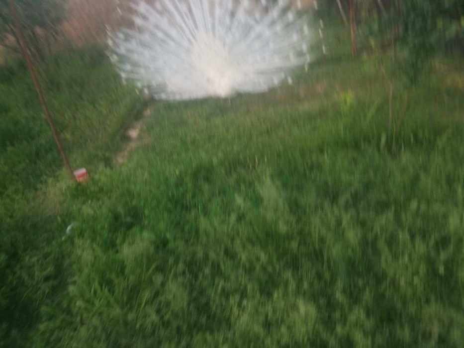 Ак павлин сатылады