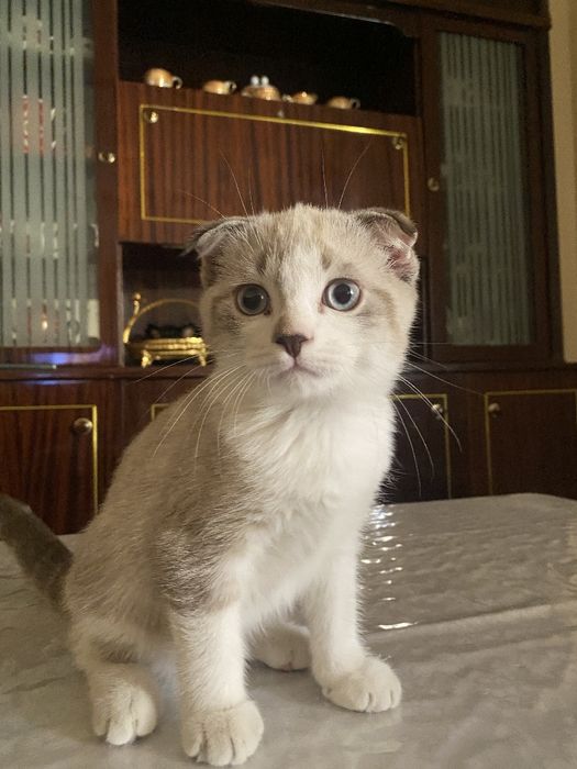 Shatlandkiy mushuk  bolalarga oʻrgangan