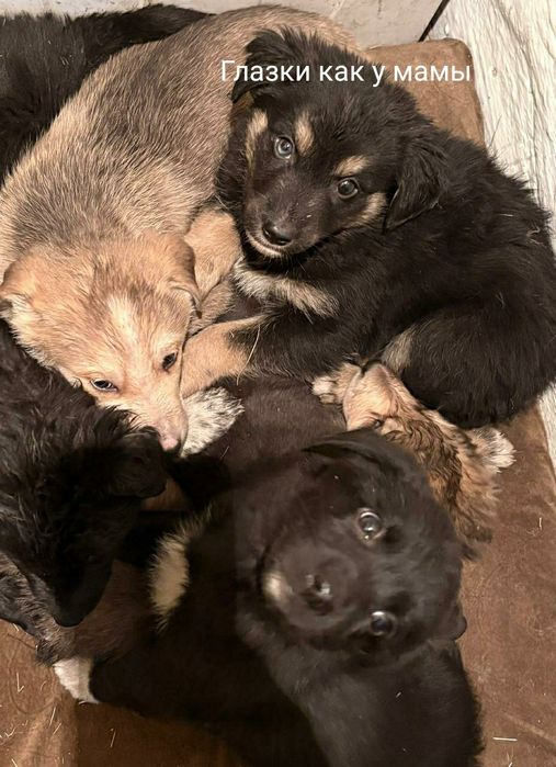 Отдам в добрые руки щенят