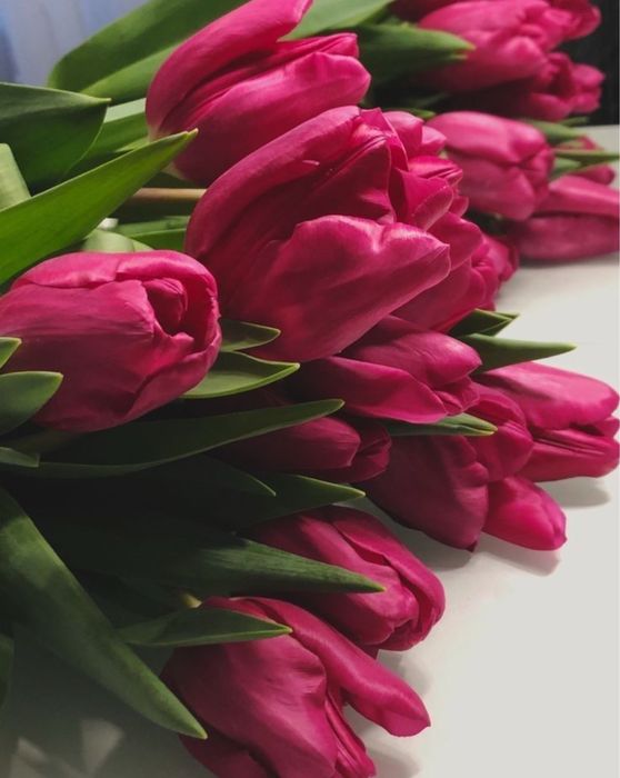 Тюльпаны крупные 750 тг .доставка